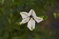 Clematis viticella Alba Luxurians-4 Powojnik